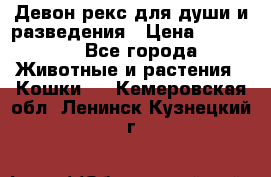 Девон рекс для души и разведения › Цена ­ 20 000 - Все города Животные и растения » Кошки   . Кемеровская обл.,Ленинск-Кузнецкий г.